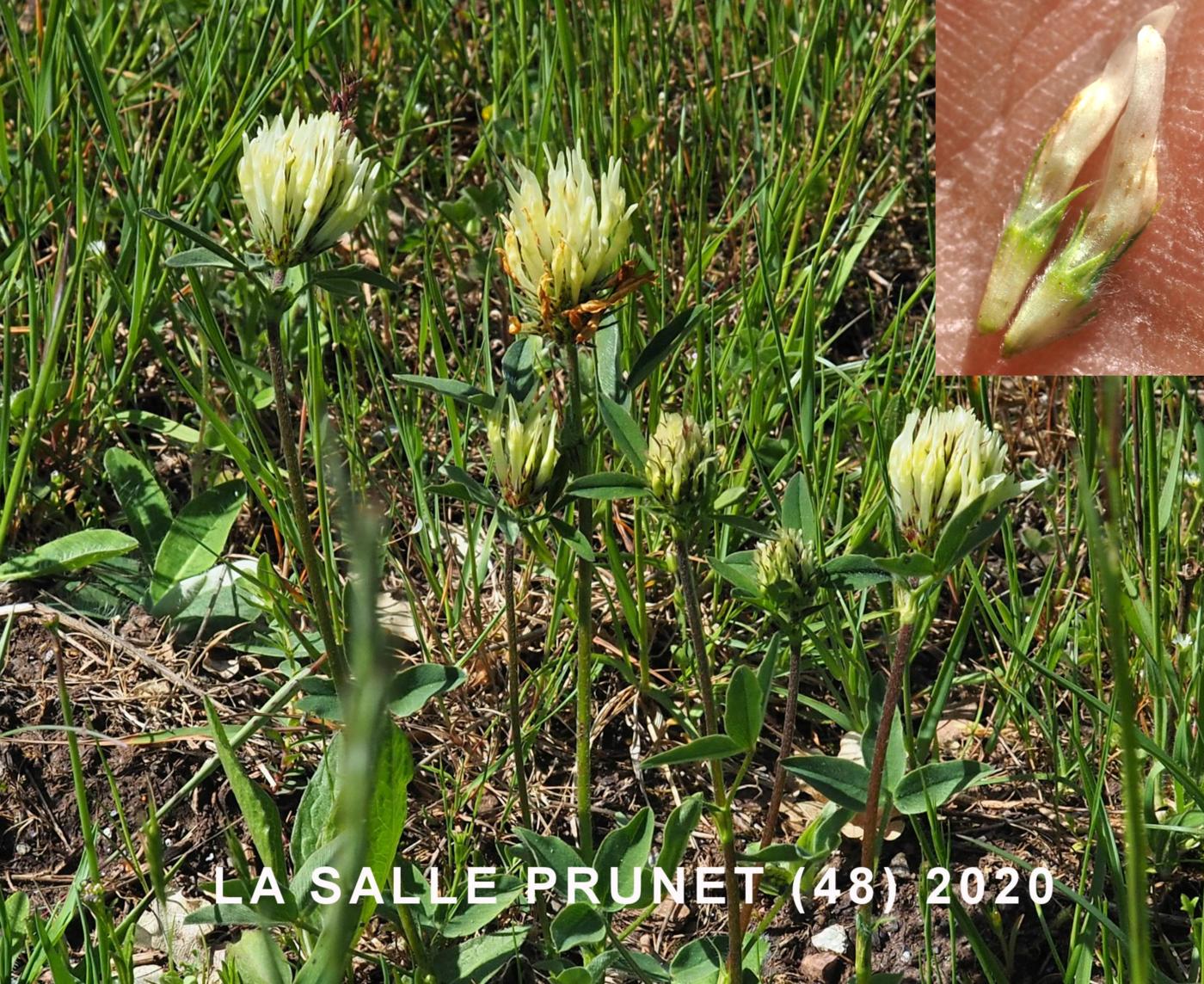 Clover, Sulphur flower